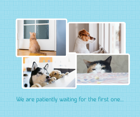 cats and dogs waiting