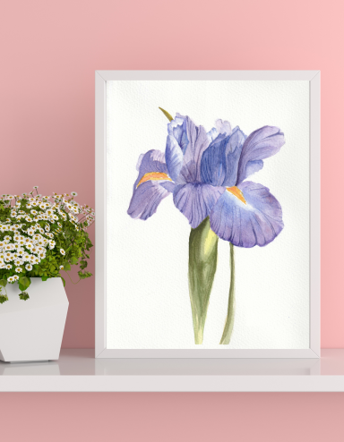 watercolor painting of an iris